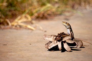 Le lézard des murailles se cache derrière la pomme de pin sur mekke