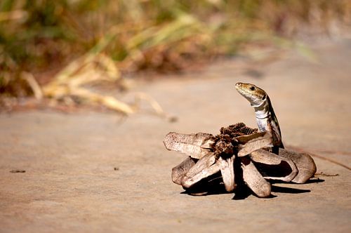Le lézard des murailles se cache derrière la pomme de pin
