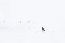 Quiet Presence in Winter