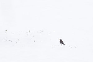 Stille Präsenz im Winter
