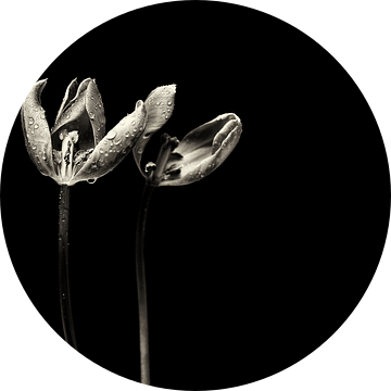 The end is near.... (bloem, tulp, zwart, wit) van Bob Daalder