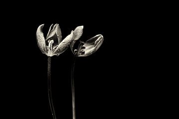 Das Ende ist nah.... (Blume, Tulpe, schwarz, weiß) von Bob Daalder