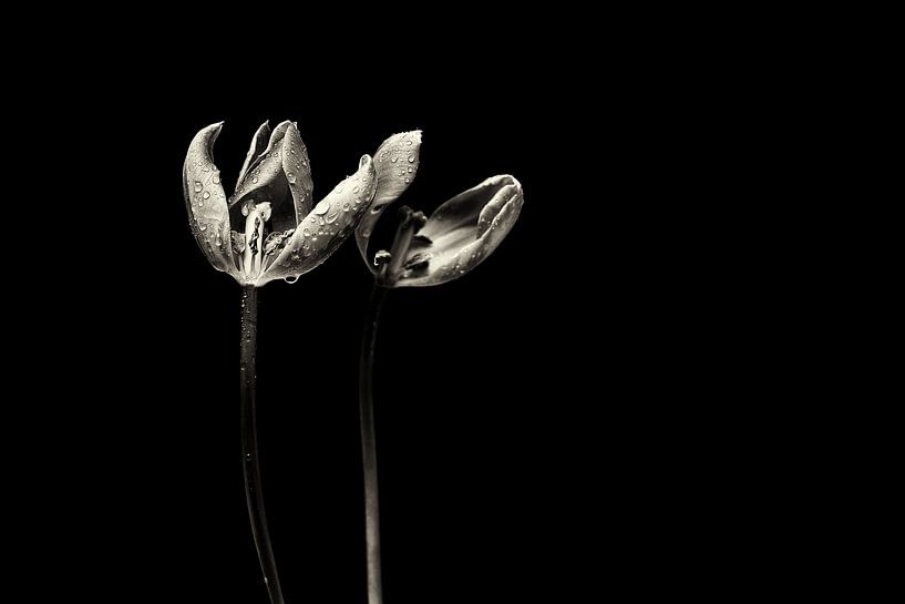 The end is near.... (bloem, tulp, zwart, wit) von Bob Daalder