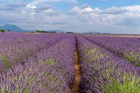 Endless lavender fields in the provence, france