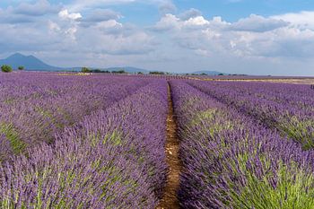 Endless lavender fields in the provence, france