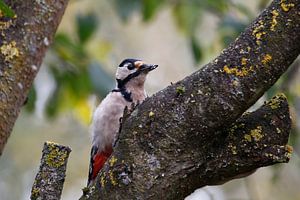 woodpecker van Erich Werner