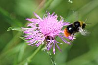Macro foto - natuur