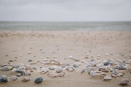 Muscheln am Strand von Texel, in der Nähe des Bootes nach Vlieland | Expedition Hinterhof | Kunstfot von Evelien Lodewijks