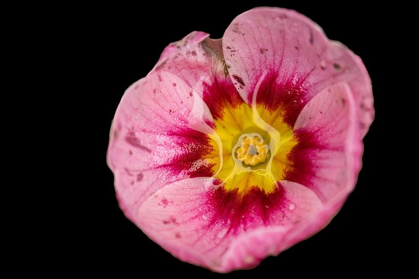De Primula: lente op komst! van Huub de Bresser