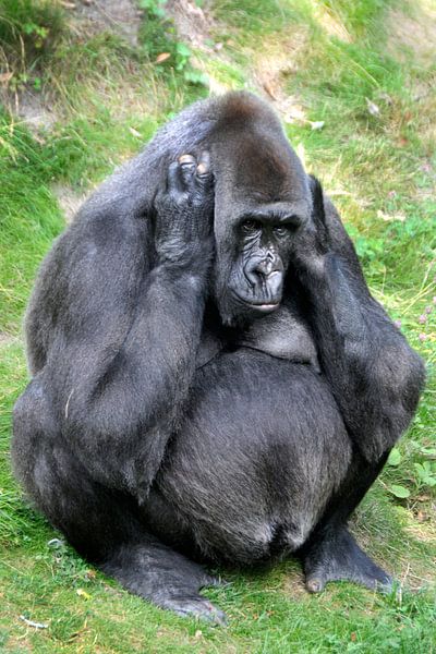 Gorilla moeder by Michel Groen