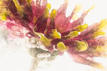Chrysant rood-geel in ijs 1 van Marc Heiligenstein