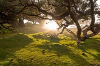 Lever de soleil mystique dans la forêt de Fanal