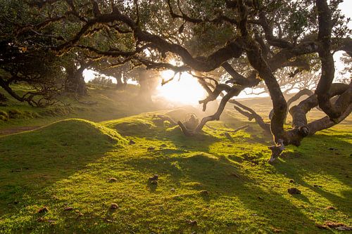Mystischer Sonnenaufgang im Fanal-Wald