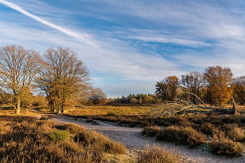 Heather in autumn