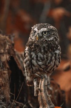 Steenuil in de herfst