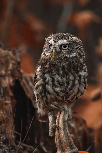 Petite chouette en automne