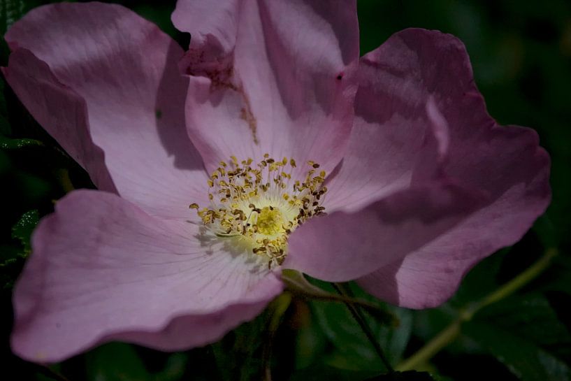 wild rose by foto-fantasie foto-fantasie