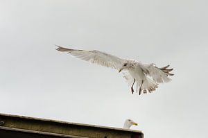 Möwe kurz vor der Landung
