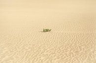 Wüstensand von Bo Valentino Miniaturansicht