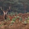 Rothirsch, männlich mit Geweih. von Janny Beimers