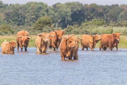 Herd of red Scottish Highlanders in the water