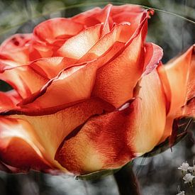 Rose blossom kissed by the light by Nicc Koch