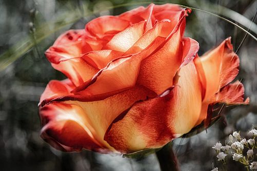 Rosenblüte vom Licht geküsst von Nicc Koch