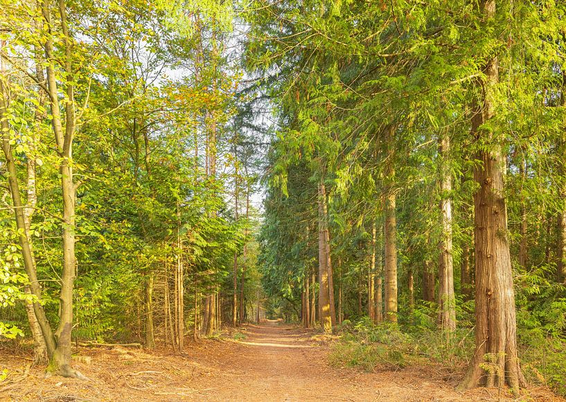 Speulder and Spielder forest (Netherlands) by Marcel Kerdijk