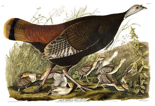 Kalkoen