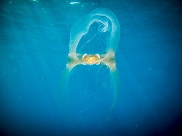 Jellyfish-2 van Ljuba Vansteenkiste