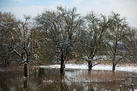 wilde appelbomen in de winter sur Ralph Jongejan