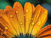 Goudsbloem met dauwdruppels.