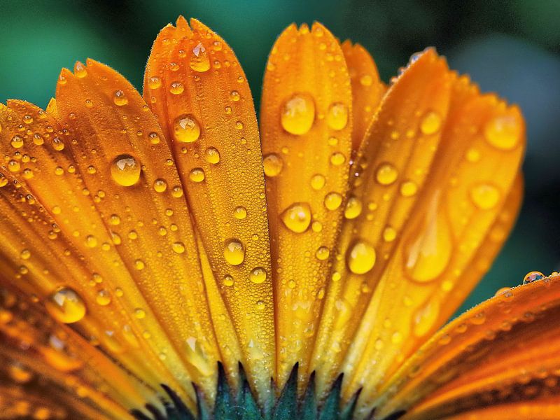 Marigold with dewdrops. by Teun IJff