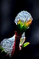 Frostbite
