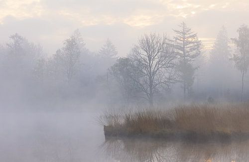 Mist tijdens zonsopkomst Dwingelderveld - Zandveen (Drenthe) Nederland