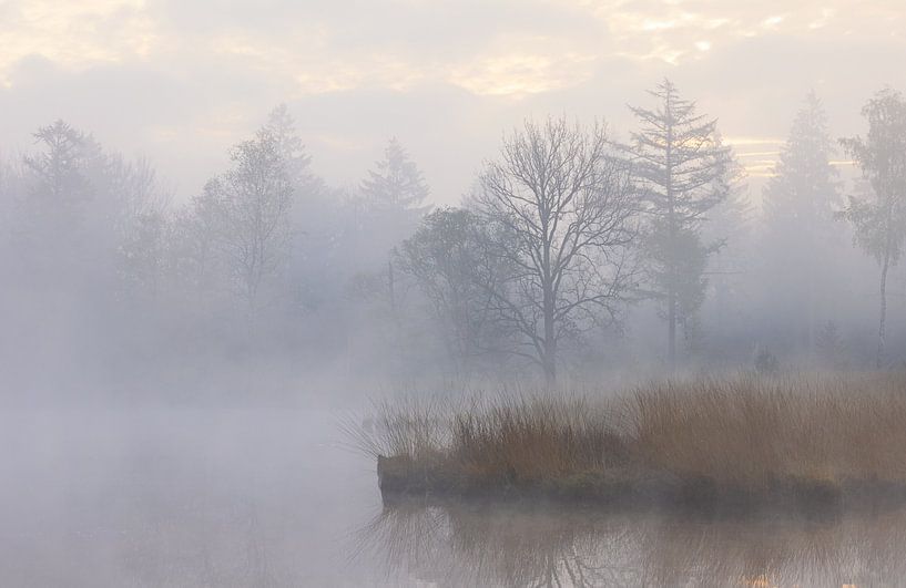 Fog during sunrise Dwingelderveld - Zandveen (Drenthe) Netherlands by Marcel Kerdijk