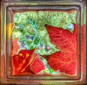 Golden autumn leaves through glass brick window von Sasha Samardzija