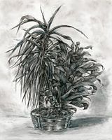 Plant houtskooltekening