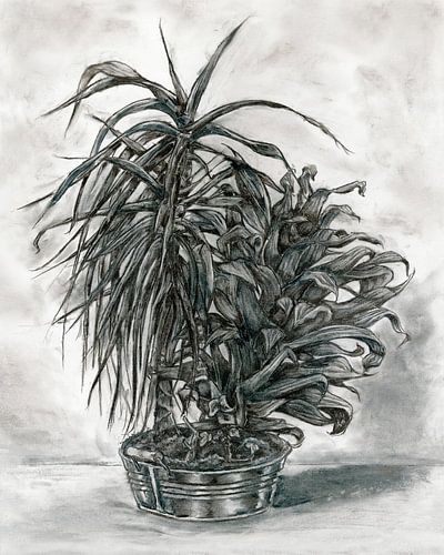 Dessin au fusain de plantes