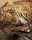 Extreme Nahaufnahme eines Leoparden von Patrick van Bakkum Miniaturansicht