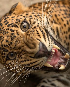 Extreme close-up of a leopard