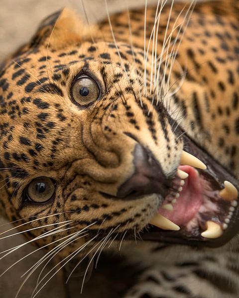 Extreme Nahaufnahme eines Leoparden von Patrick van Bakkum