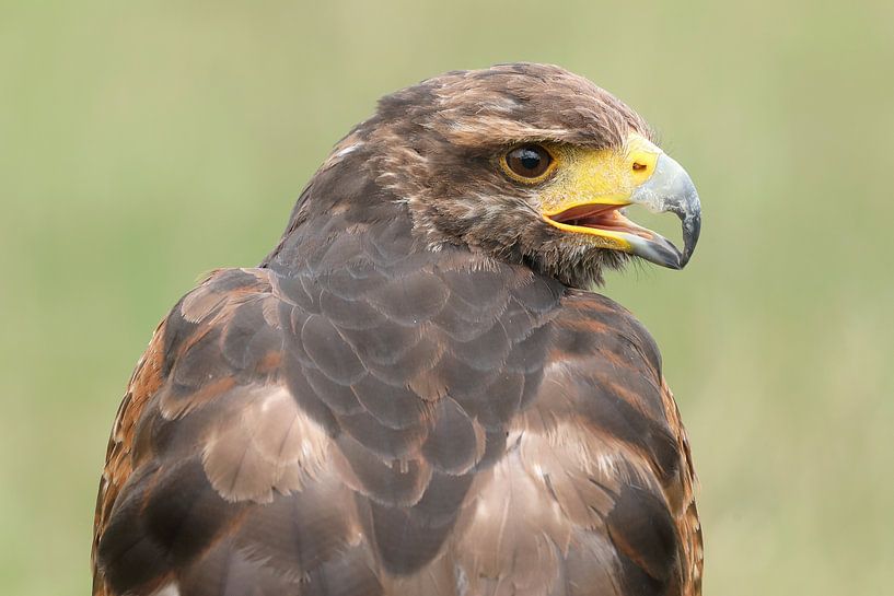 Wüstenbussard (Parabuteo unicinctus) von Ronald Pol