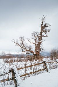 Winter am Hexenbaum im Harz