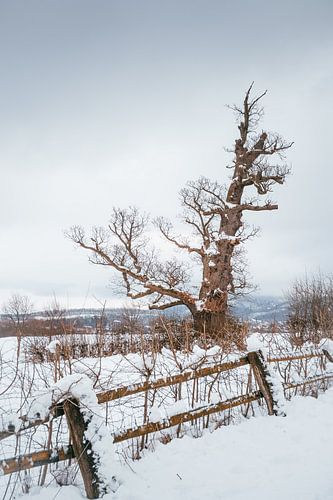 Winter bij de heksenboom in het Harzgebergte