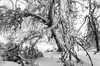 Winter landscape with snow-covered branches