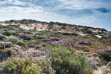 dune plants as erica and beautiful sky von ChrisWillemsen