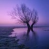 Des arbres qui dansent dans la lumière du matin en hiver sur Moetwil en van Dijk - Fotografie