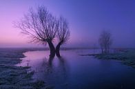 Dancing trees in the winter morning light by Moetwil en van Dijk - Fotografie thumbnail