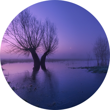 Dansende bomen in het winterse ochtendlicht van Moetwil en van Dijk - Fotografie